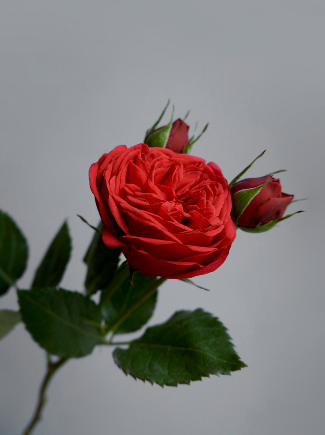 Насыщенная красная роза - символ любви и страсти.jpg