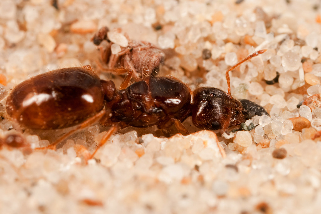 Pheidole pallidula