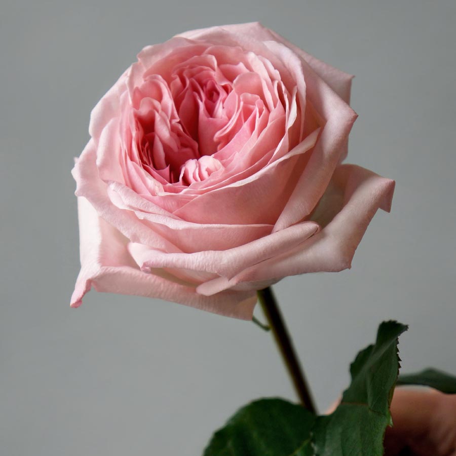 Pink O&rsquo;Hara, сорта розовых роз, нежно розовая роза, как выбрать розовые розы, кенийские, эквадорские розы .jpg