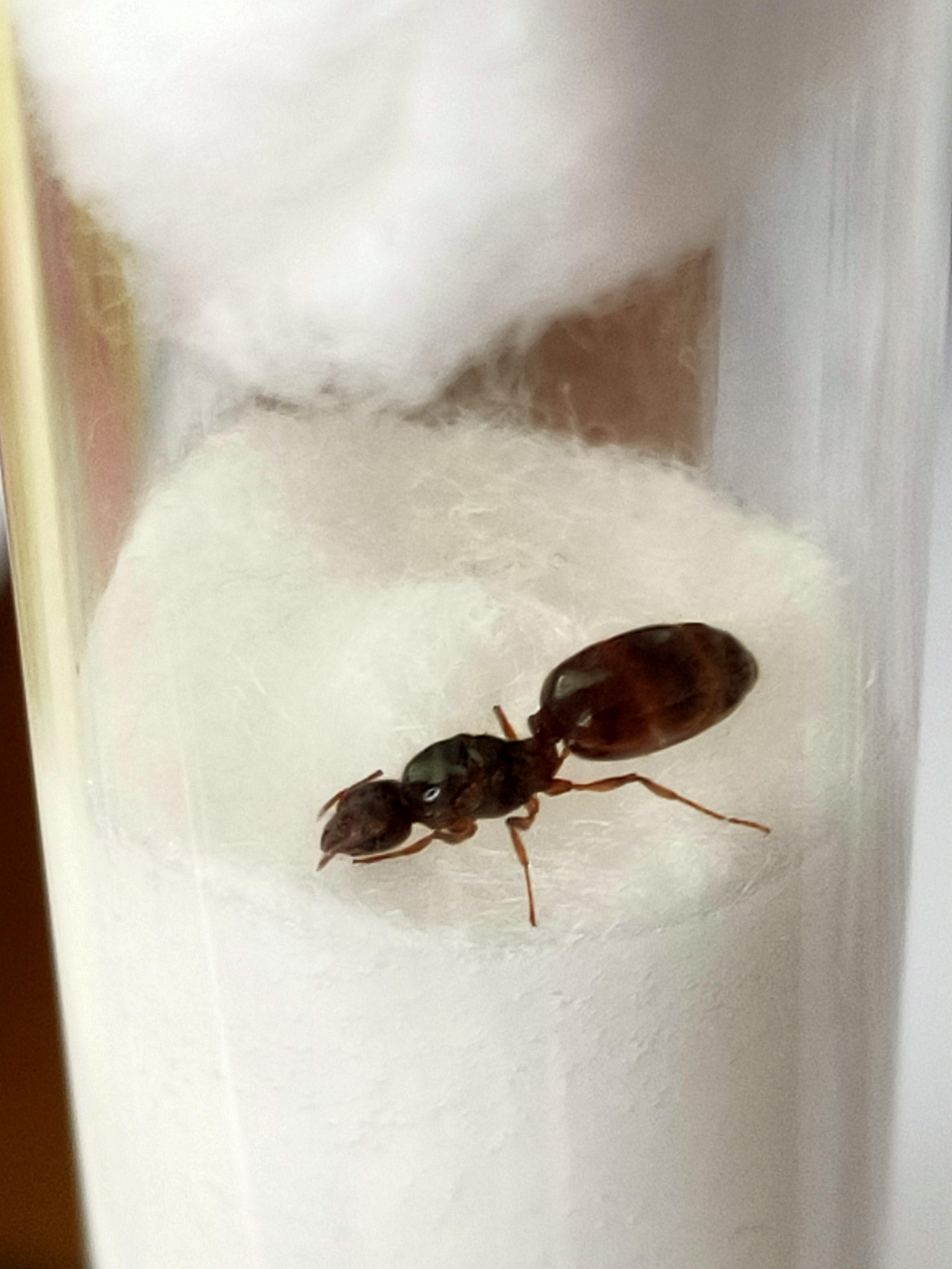 Pheidole pallidula