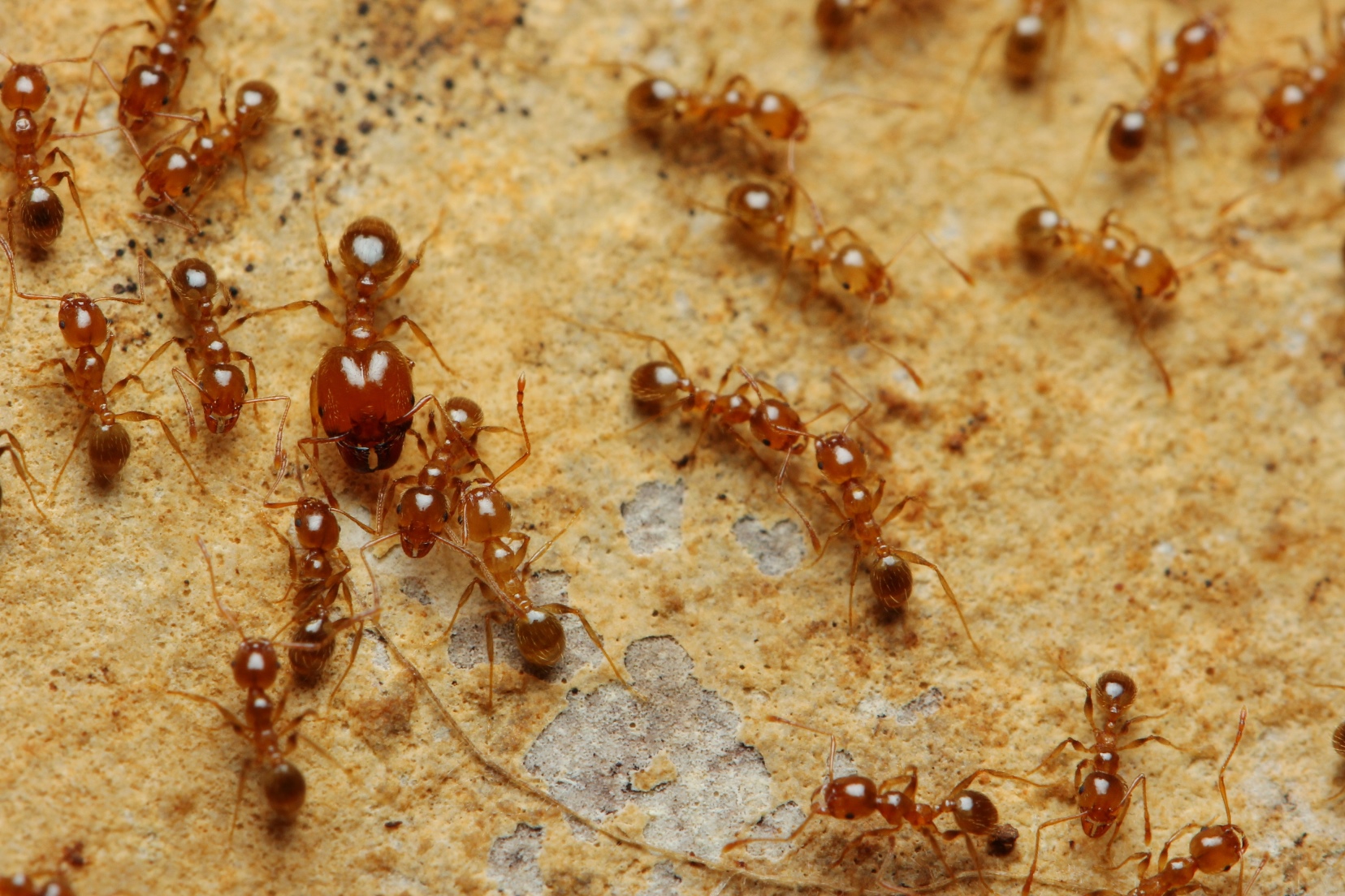 Pheidole pallidula