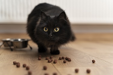 Рацион кошки замена корма +для кошек