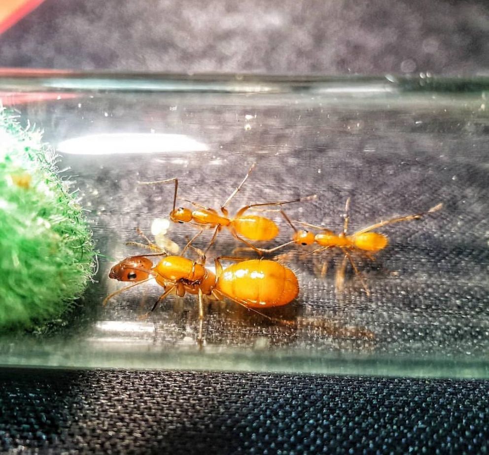 Camponotus turkestanus