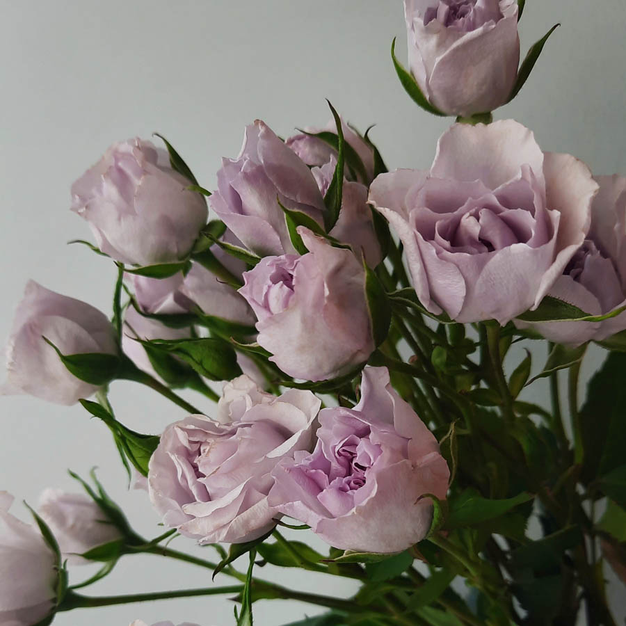 Everlasting Lavender (Эверластинг Лавендер) лиловые садовые розы, букеты из фиолетовых роз.jpg