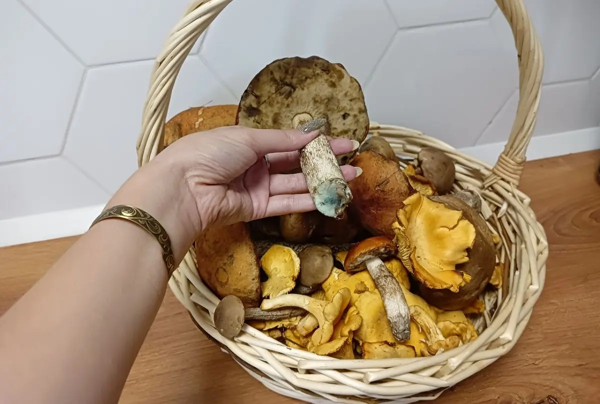 грибы синеют на ножке