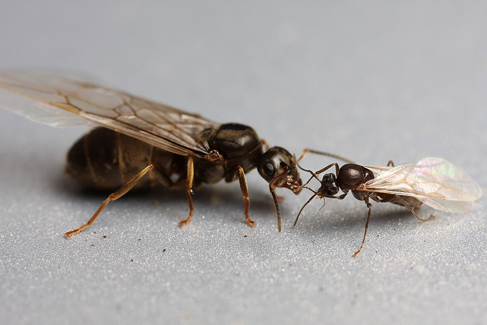 lasius niger с нуля
