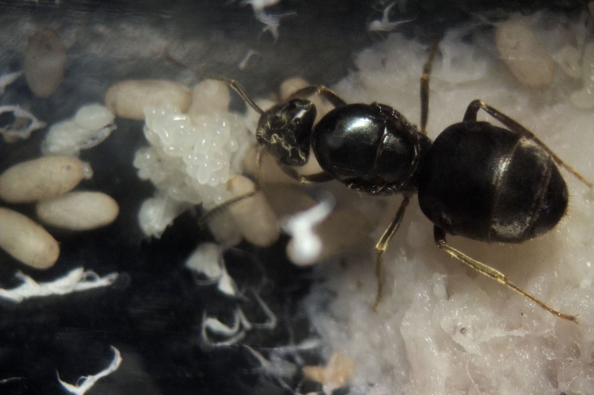 lasius niger с нуля