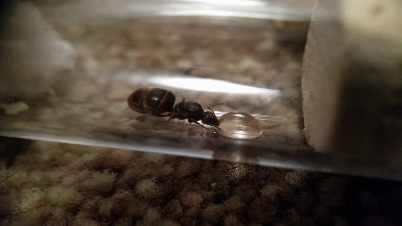 lasius niger с нуля