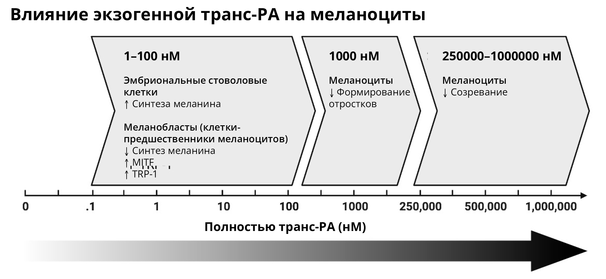 Ретинол и меланоциты_РИС Ретинол и меланоциты_РИС.jpg