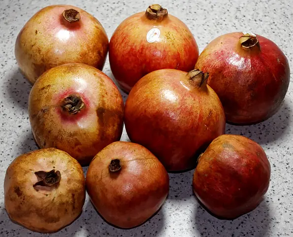 соковыжималка прессовая Sana Citrus Press