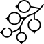 Смородина красная