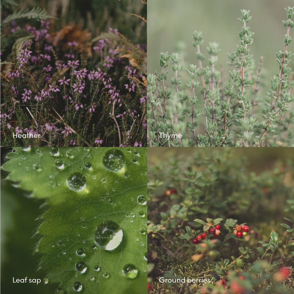 FJALL Scent Notes.jpg