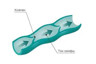 Лимфоотток в организме человека лимфоток