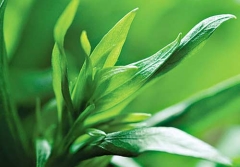 sirop-tarhun-monin.jpg