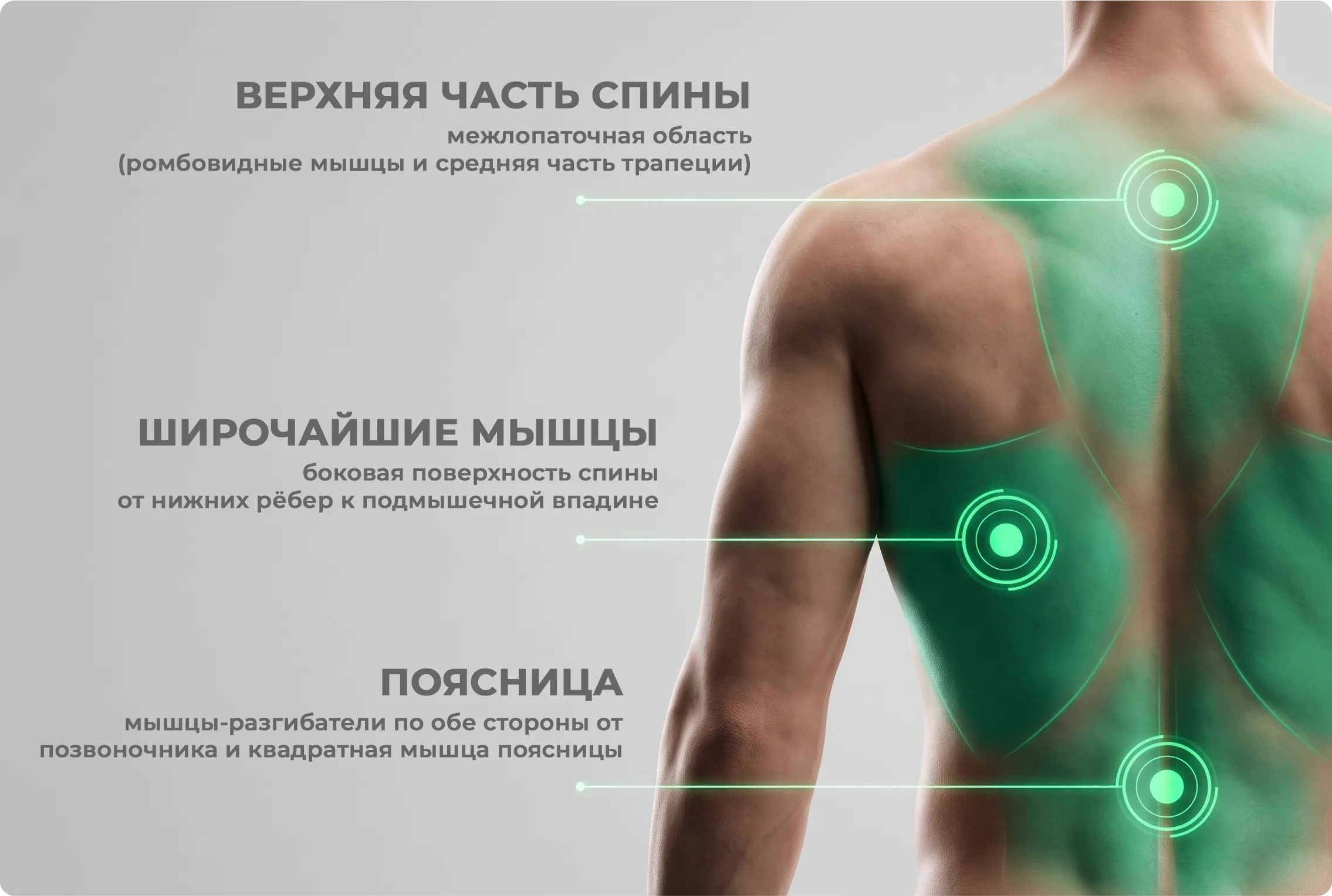 Анатомия спины для перкуссионного массажа Анатомия спины для перкуссионного массажа