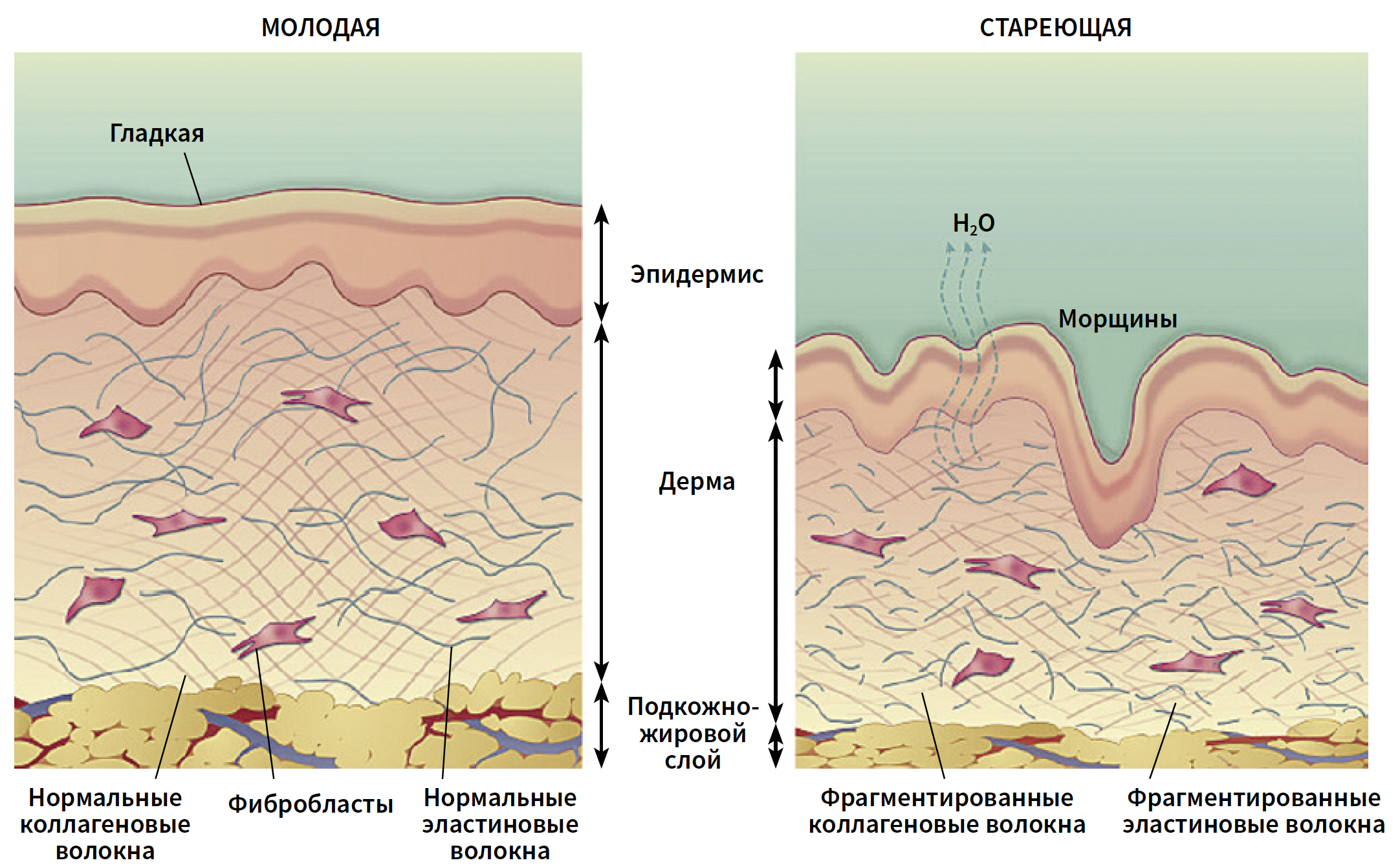 Флегонтова КМ 4-2024_Рис 2 Флегонтова КМ 4-2024_Рис 2.png