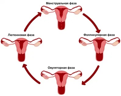 Фазы менструального цикла