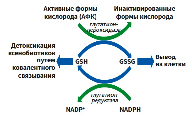 Микова (Глатион) КМ 3-2026_Рис 3.png