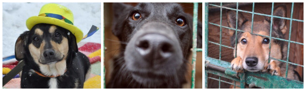 instagramm&nbsp;eyes.of.dogs