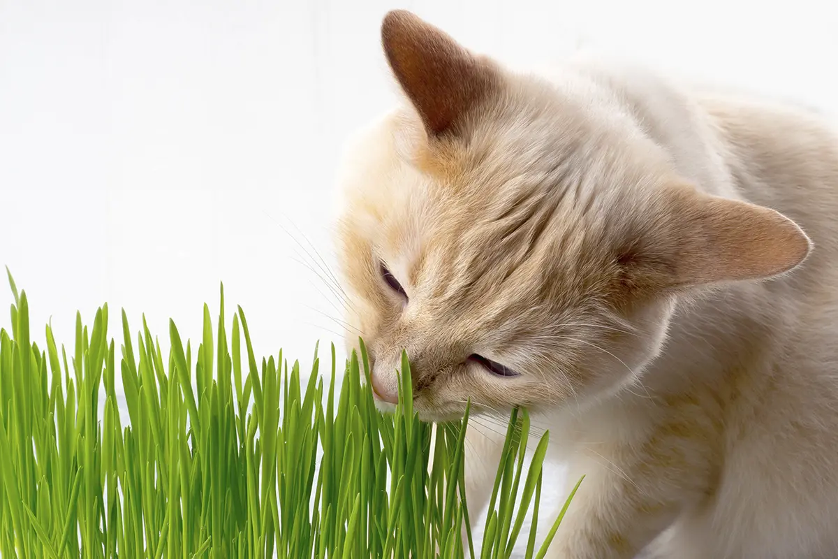 кот ест траву