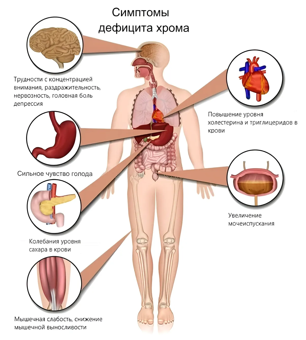 Симптомы дефицита хрома Симптомы дефицита хрома