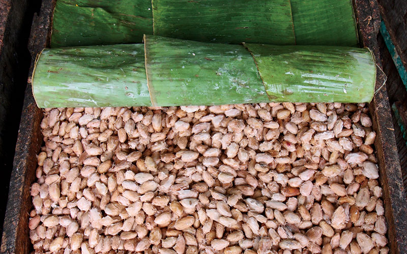 fermentation.jpg