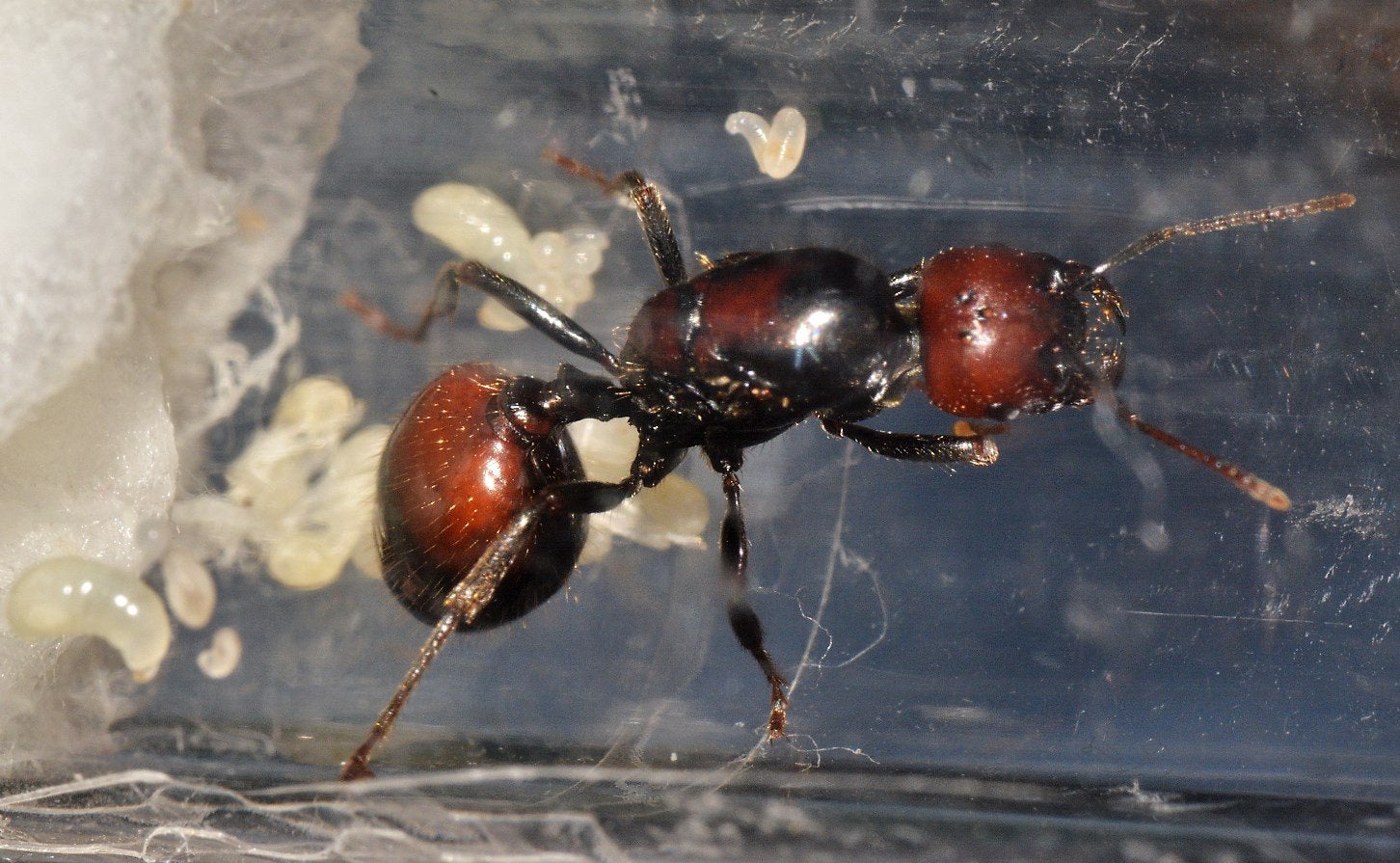 матка messor barbarus