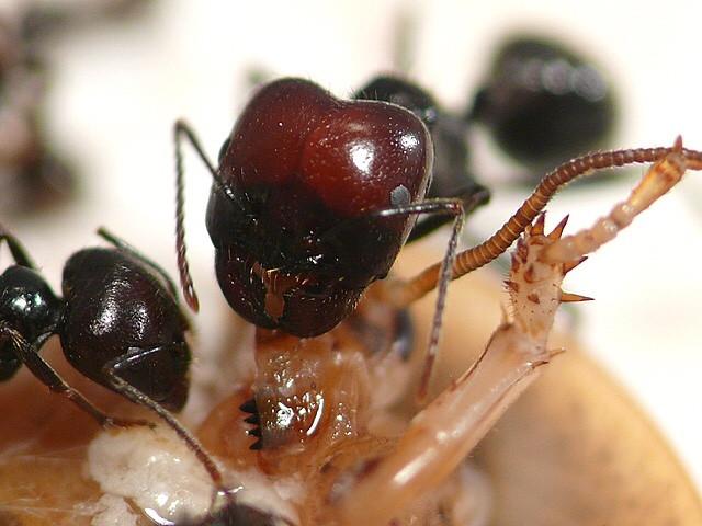 солдат messor barbarus