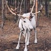 program
