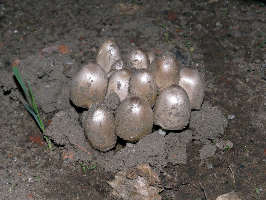Навозник