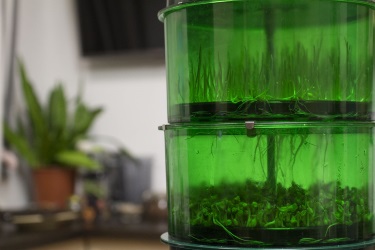 Проращивание витграсса в Tribest FreshLife-3000 Проращивание витграсса в Tribest FreshLife-3000