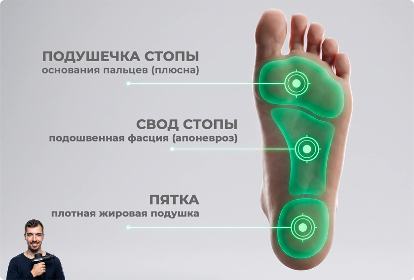 Анатомия стопы для массажа
