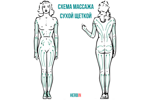 Схема массажа сухой щеткой