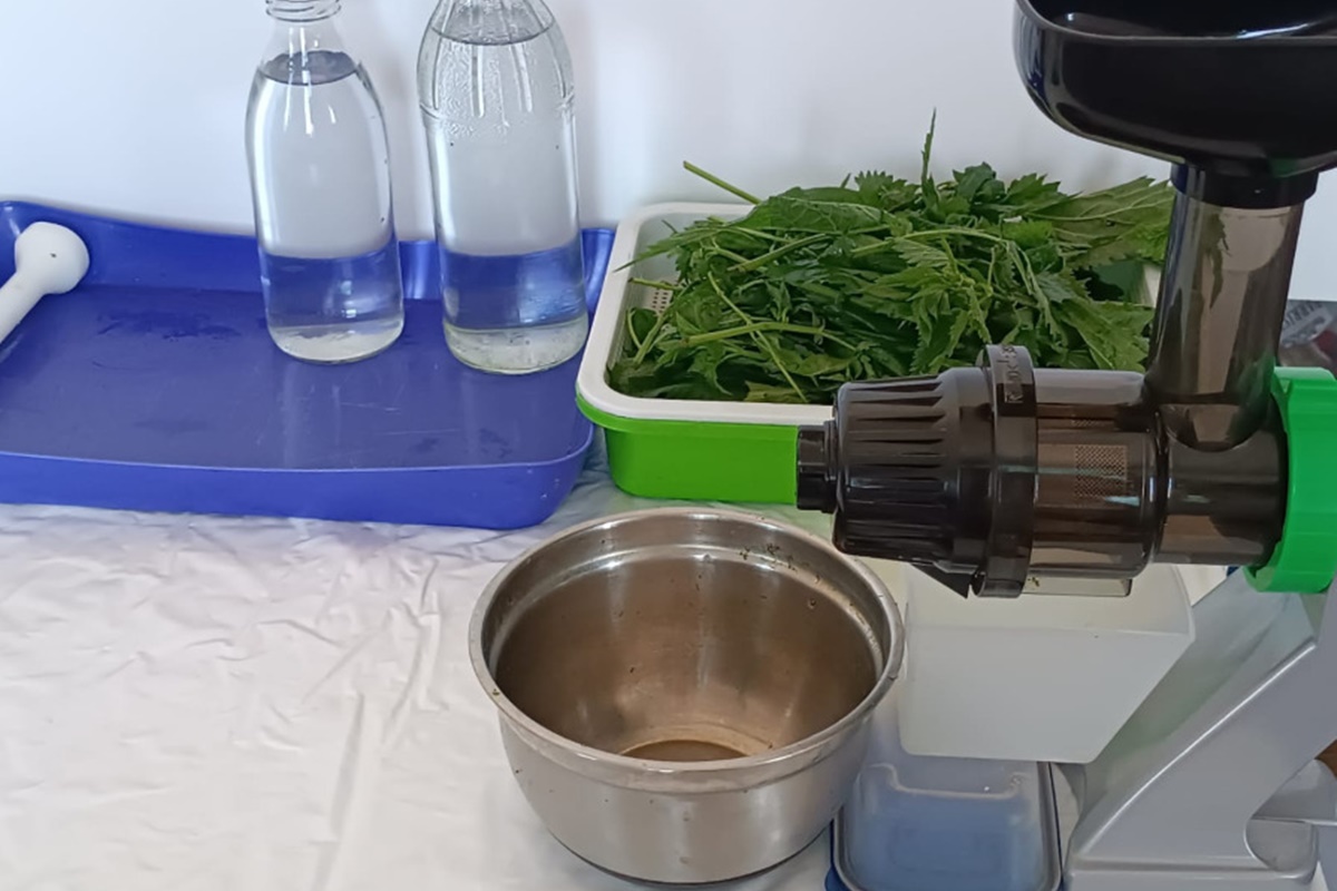 сок из крапивы