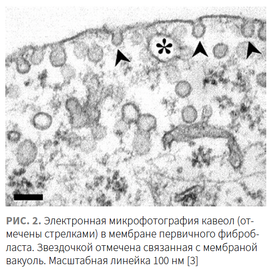 Gaidash (NNK) KM 4-2023_Fig 2 Gaidash (NNK) KM 4-2023_Fig 2.png