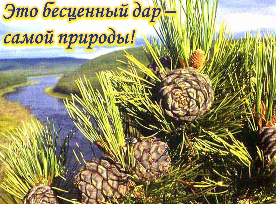 кедр.png