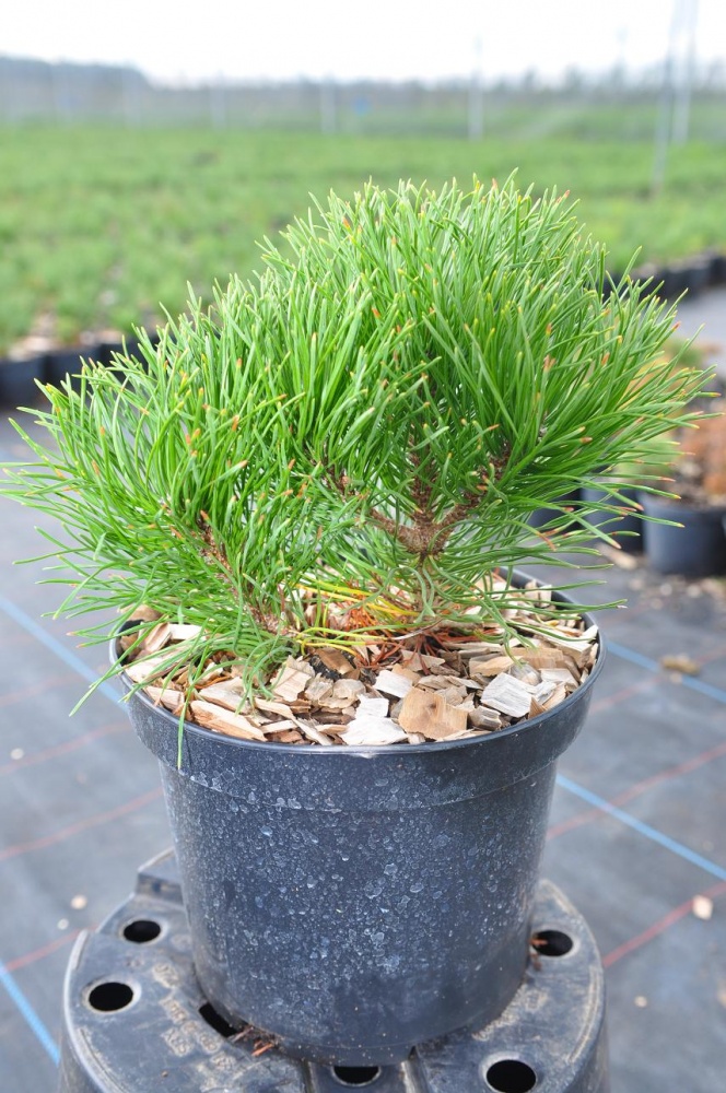 Сосна горная мугус  Pinus mugo var. Mughus