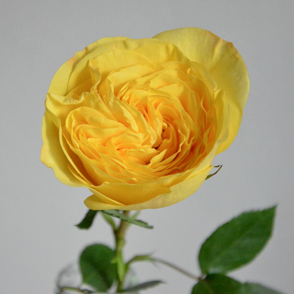 желтые розы, сорта желтых роз, Lemon Pompon (Лимон Помпон), пионовидные желтые розы описание желтые розы, сорта желтых роз, Lemon Pompon (Лимон Помпон), пионовидные желтые розы описание.jpg