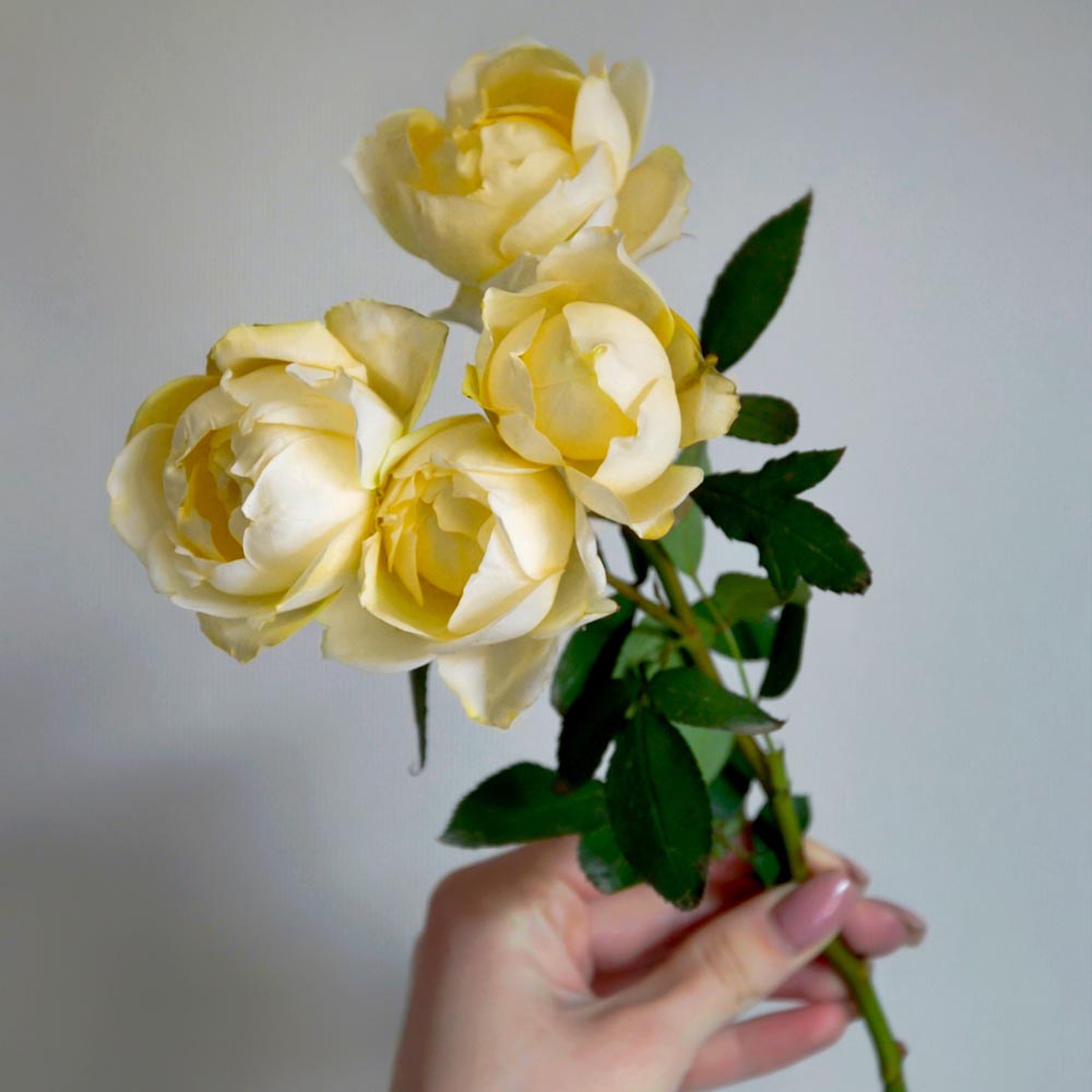 сорта желтых роз описание, Julietta Limoncello (Джульетта Лимончелло) желтые розы, букет из желтых роз сорта желтых роз описание, Julietta Limoncello (Джульетта Лимончелло) желтые розы, букет из желтых роз.jpg