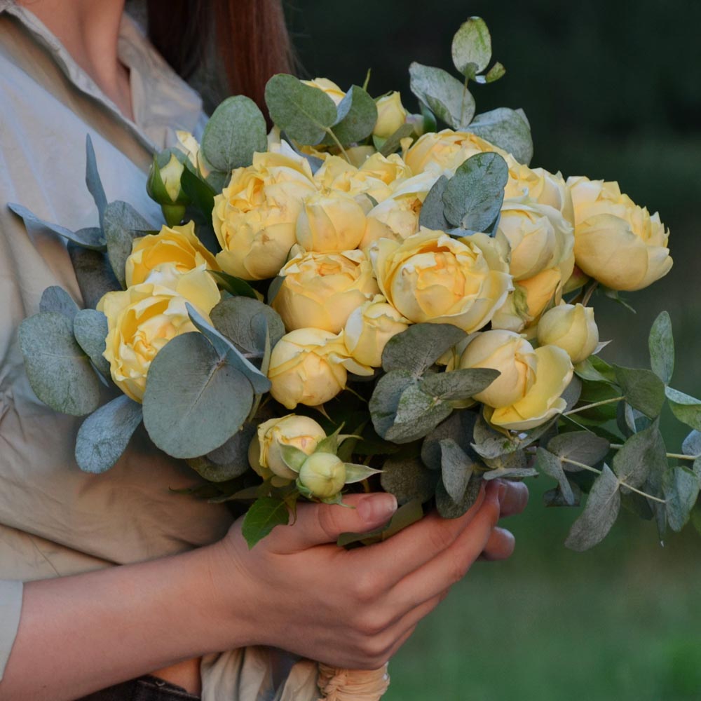 сорта желтых роз описание, Julietta Limoncello (Джульетта Лимончелло) желтые розы, букет из желтых роз, букет из желтых роз с эвкалиптом сорта желтых роз описание, Julietta Limoncello (Джульетта Лимончелло) желтые розы, букет из желтых роз, букет из желтых роз с эвкалиптом.jpg