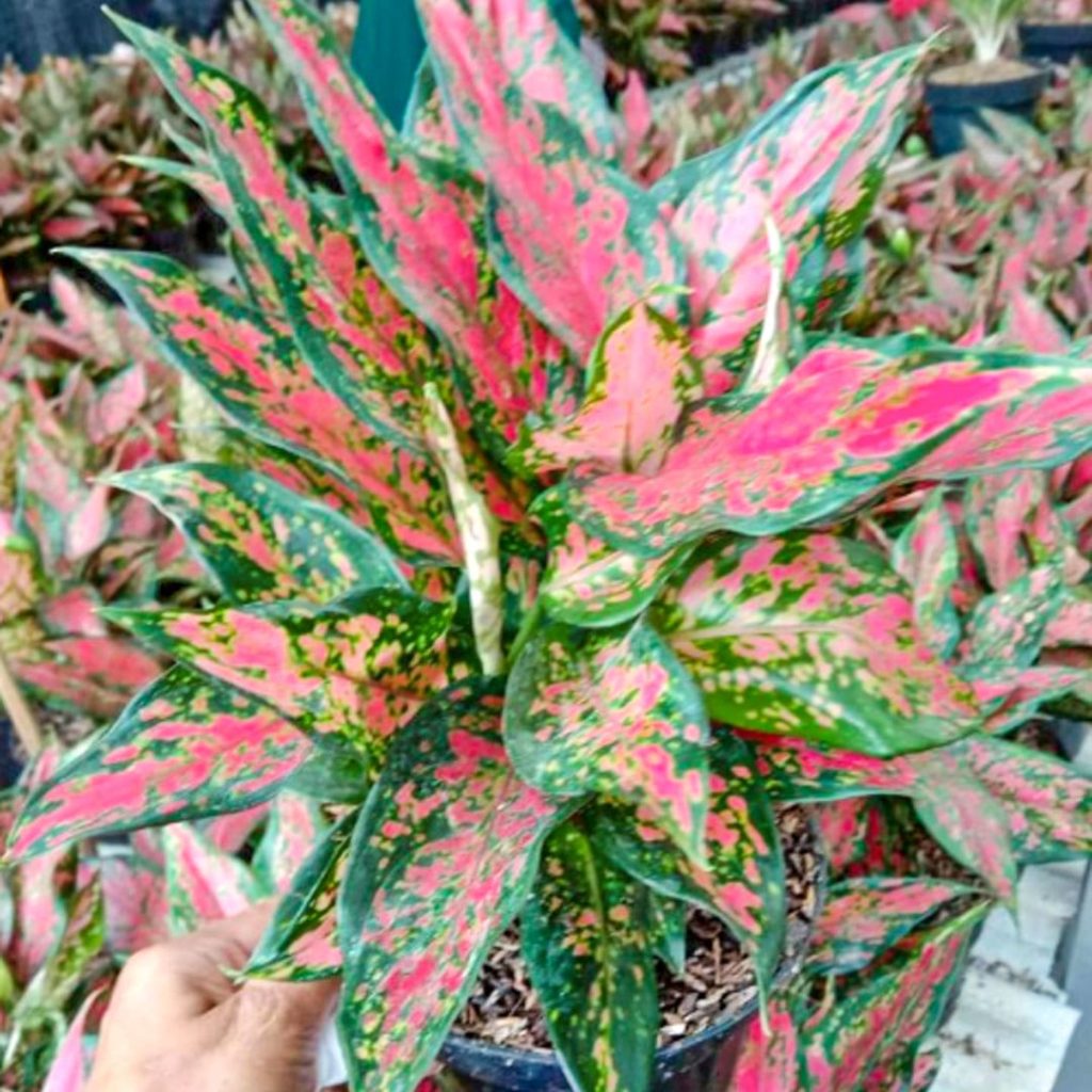 Аглаонема Ruby Batik