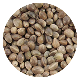 Семена конопли Семена конопли