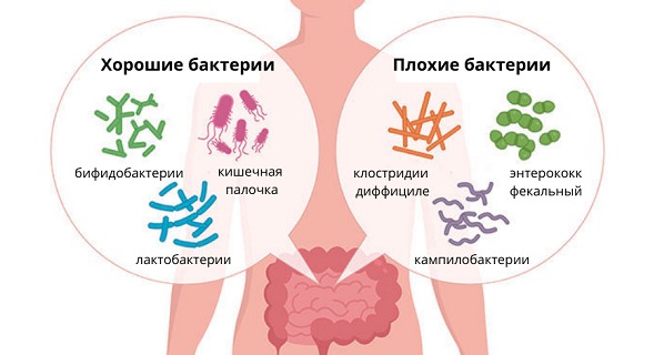 Как восстановить микрофлору кишечника Как восстановить микрофлору кишечника