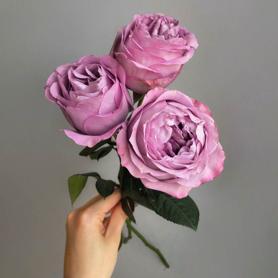 Сорта роз фиолетового оттенка, Lavender Bouquet (Лавандер Букет) .jpg