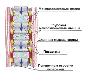 Глубокие короткие мышцы позвоночника особенности работы