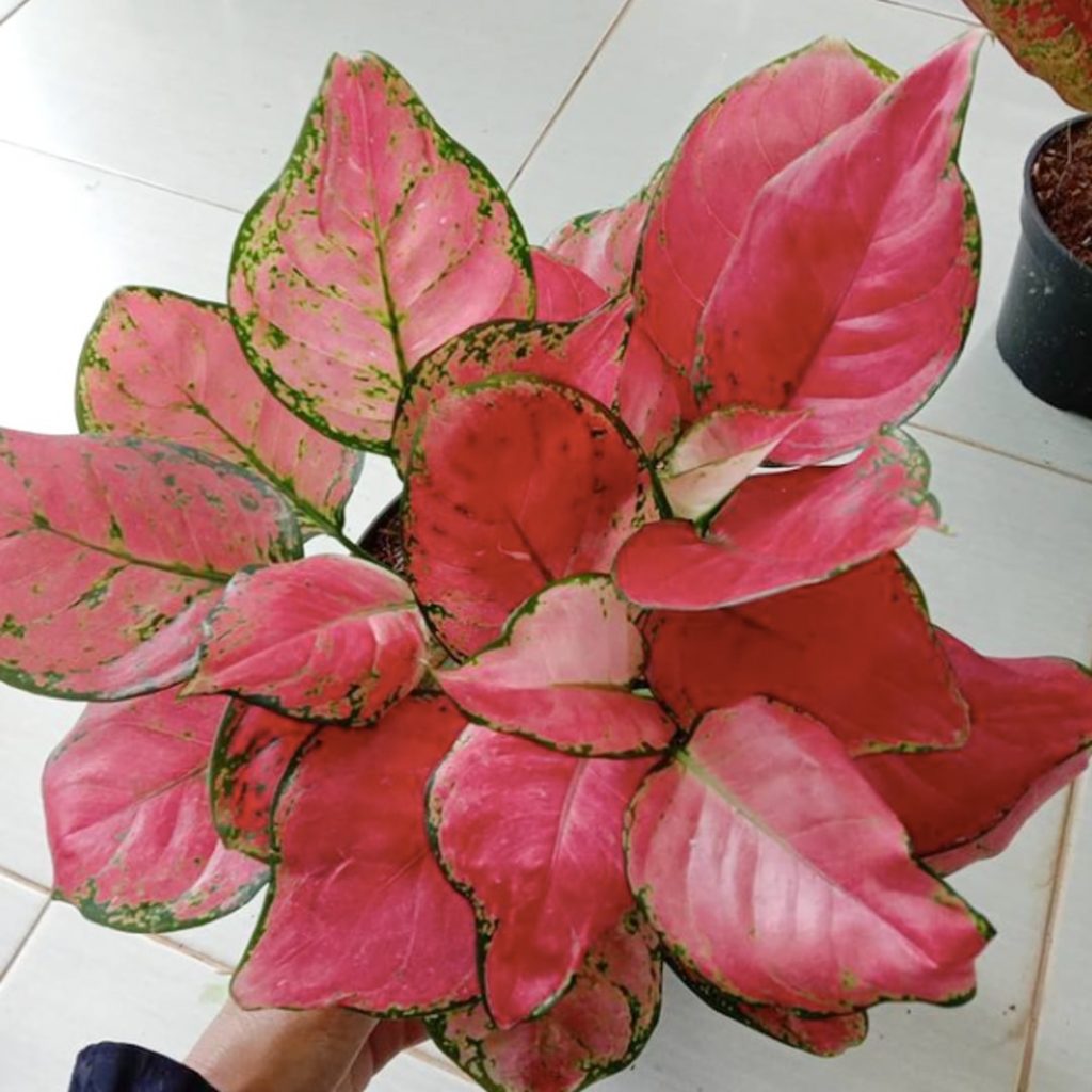 Аглаонема Pink Anyamanee