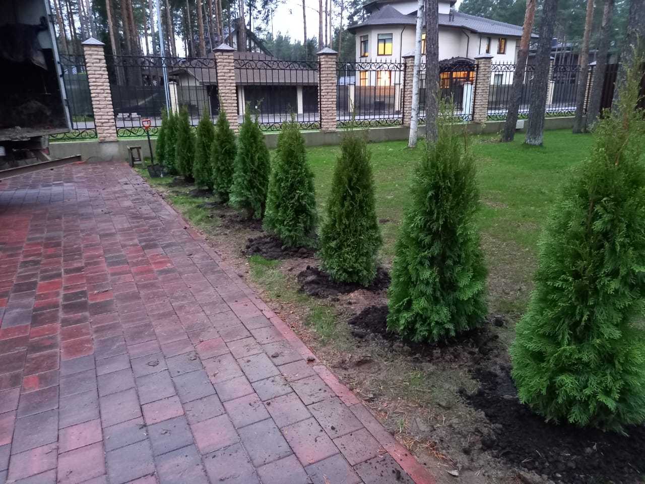 Живая изгородь туя западная Смарагд в питомнике Фавн