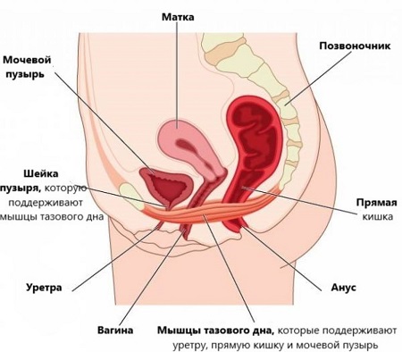 Мышцы тазового дна женщины, вид сбоку
