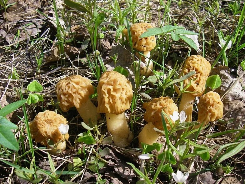 Сморчки Сморчки