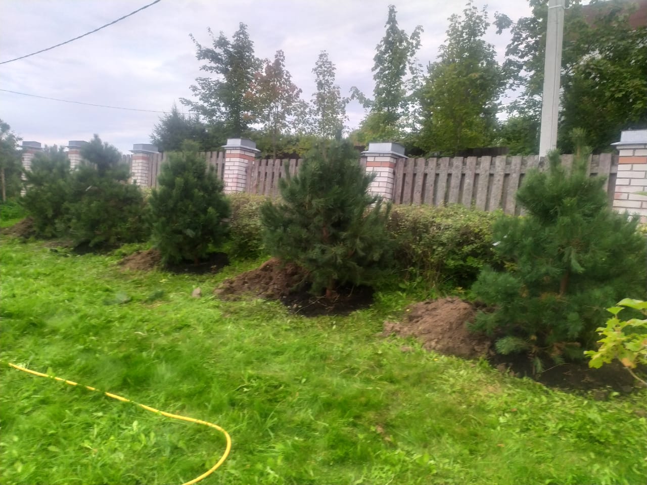 Живая изгородь из сосны